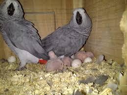 Papageien mit Eiern zu verkaufen