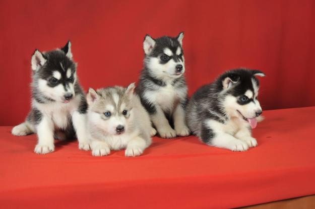 Siberian Husky-Welpen , freiatmend, gechipt,