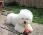 bichon frise kaufen