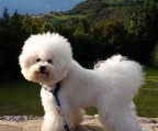 hunde verkauf bichon frise