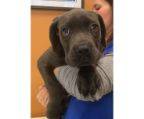 cane corso schweizer kantonen