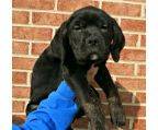 cane corso italiano