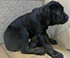 cane corso 50 kg. Preis  CHF 1'000.00