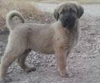 kangal fci anerkannt