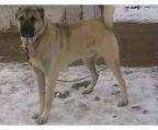 kangal mix welpe verkaufen