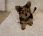 yorkshire terrier welpe preis