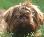 shih-tzu welpen kaufen