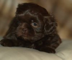 Brauner shih tzu