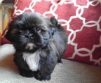  Shih Tzu CH