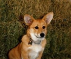 welsh corgi pembroke welpe preis