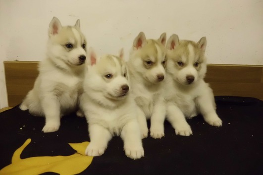 Siberian Husky Welpen zu verkaufen