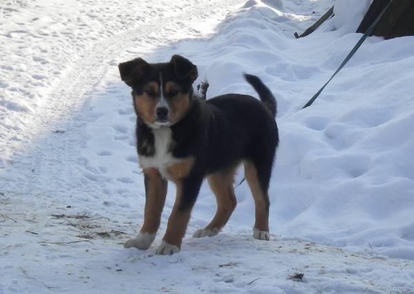 border collie welpen vom bauernhof