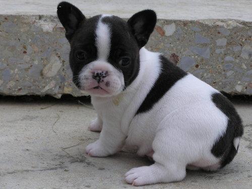 Bildhübsche Französische Bulldogge Welpen