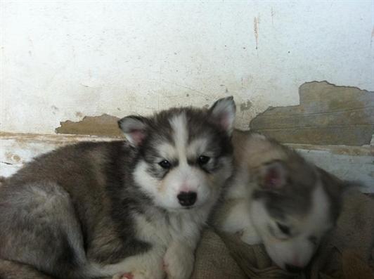 Siberian husky camadas akc