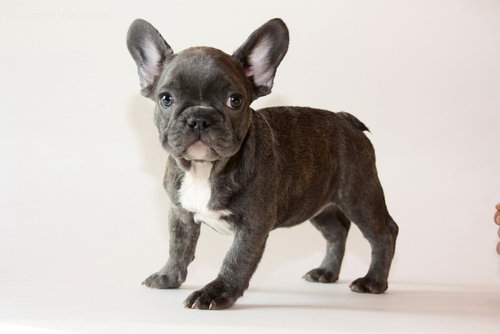  Französische Bulldoggen Welpen Blue-Fawn Blau mit Papiere! 