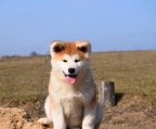 hund akita