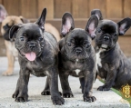 french bulldog kaufen