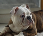 old english bulldog kaufen