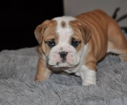 4 welpen Englische bulldogge