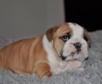 eng bulldogge kaufen