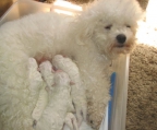 bichon frise hund kaufen