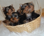 tea cup welpen yorkshire terrier