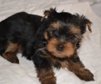 preis welpen mini yorkshire terrier