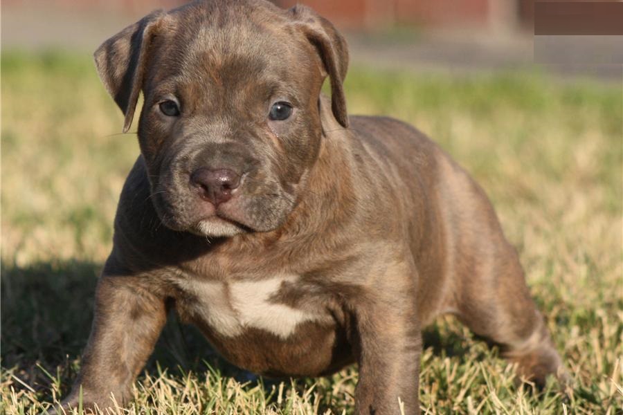 Lion Style American Pitbull Terrier Welpen!!! Blueline!!!