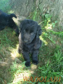 Flat Coated Retriever-Welpen