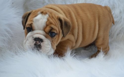 hervorragende Englisch Bulldogge Welpen