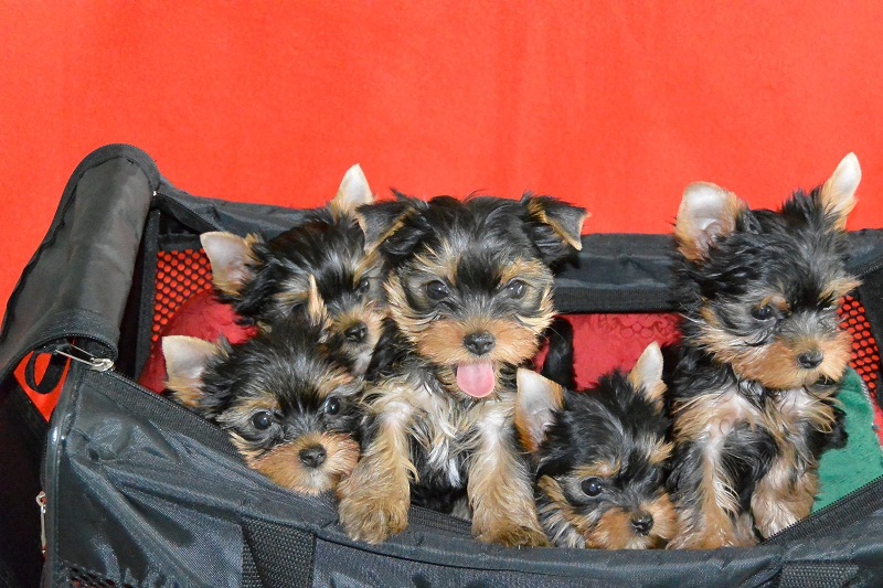 Mini Yorkie Welpen