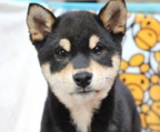  japanisch shiba inu schwarz