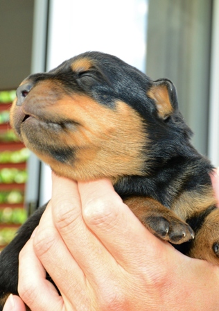 rottweiler Welpen