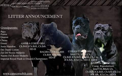 Cane Corso FCI Wurfankundigung September 2015