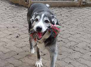 bordercolliewelpen