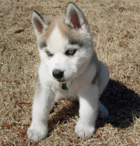  Booker Siberian Husky Welpen!