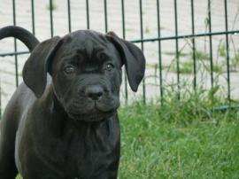  Cane Corso Welpen, reinrassig & wunderschön! 11 Wochen alt