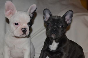  Französische Bulldogge Welpen mit FCI papieren