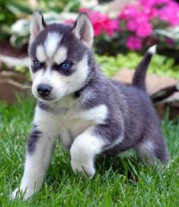 Reinrassige Siberian Husky Welpen mit Papieren Preis CHF 1'300.00