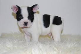 Französische Bulldogge Rüde