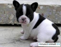  Englisch-Französische Bulldog Welpen in Black&Tan, Blauträger