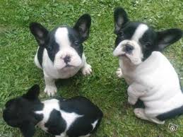 French Bulldog Welpen aus Championverpaarung in blue