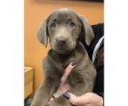 beliebtesten hunderassen labrador retriever