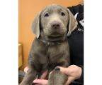 labrador retriever welpen st gallen