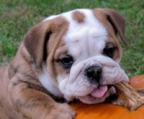 Suche findet Züchter englische bulldogge