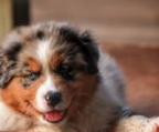 australischer schäferhund/ australian shepherd  WELPE zu verkaufen