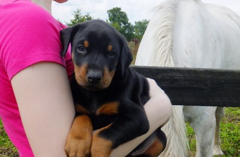 Super schöne Dobermann Welpen