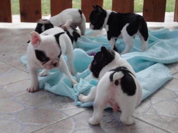 Französische-Bulldogge-Welpen vom Züchter \