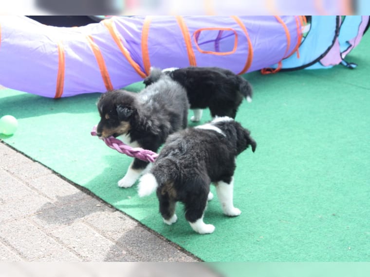 Shetland Sheepdog,Sheltie, auch Zwergcollie genannt