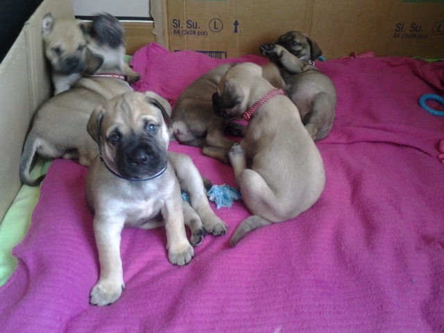 Bullmastiff Welpen Voll Pedigree.stunning